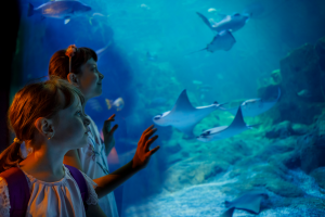 5 Must Experience Attractions Near Our Main Beach Family Accommodation 5 Must Experience Attractions Near Our Main Beach Family Accommodation