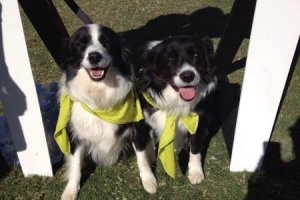 Rspca Million Paws Walk