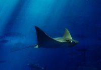 Underwater Sting Ray