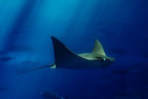 Underwater Sting Ray Underwater Sting Ray