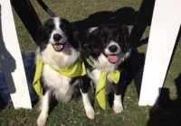 Rspca Million Paws Walk Rspca Million Paws Walk