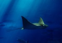 Underwater Sting Ray Underwater Sting Ray