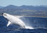 whale whale