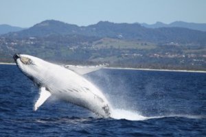 whale whale